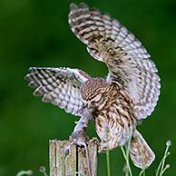Ringed little owl (Athene noctua) landing with caught mouse prey in beak on old, weathered fence post along meadow